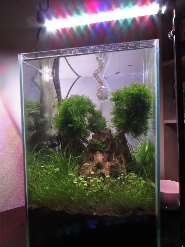 Fluval Chi: Buce And Shrimp | Page 2 | The Planted Tank Forum